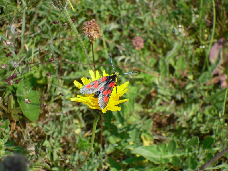 20 6 spot burnet.JPG